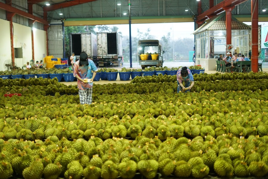 Nhân viên dán nhãn sầu riêng để xuất khẩu sang Trung Quốc tại một nhà máy ở Đắk Lắk ngày 15/9. Ảnh: Xinhua